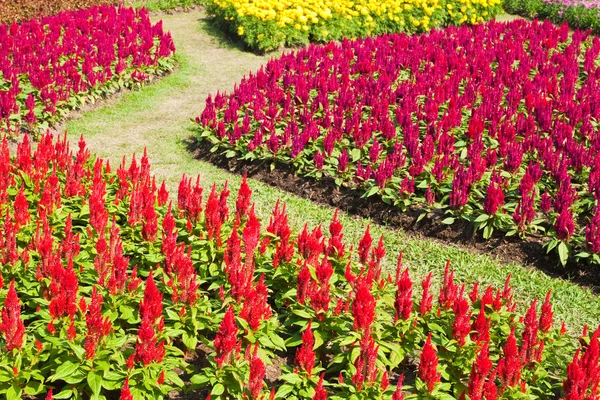 Bahçedeki renkli çiçek.