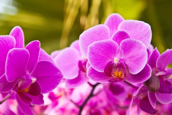 Vacker lila orkidé på nära håll — Stockfoto