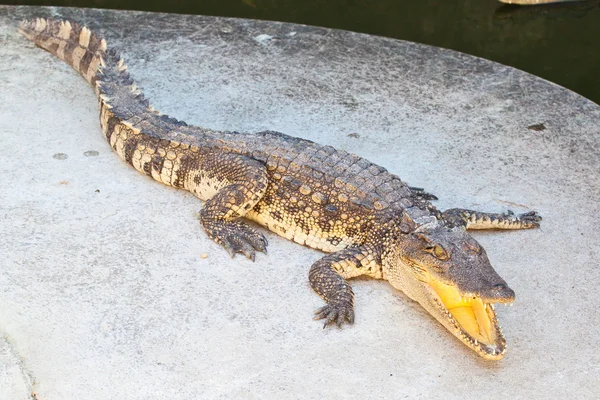 Crocodile reposant au bord de la piscine — Photo