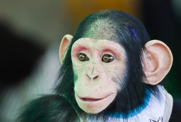 若いチンパンジーの笑みを浮かべて — ストック写真