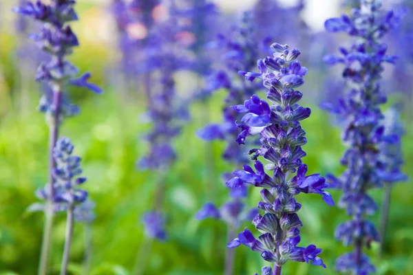 Fleur tropicale violette, abstraite pour fond — Photo