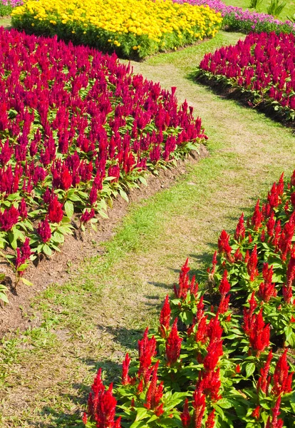 Bahçedeki renkli çiçek.