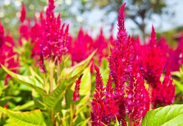 A flor vermelha cockscomb para o fundo . — Fotografia de Stock