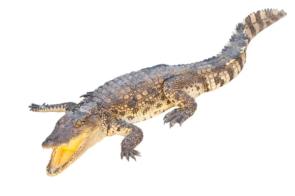 Krokodil geïsoleerd op een witte achtergrond met uitknippad — Stockfoto