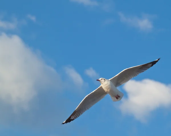 Gabbiano sullo sfondo del cielo blu — Foto Stock