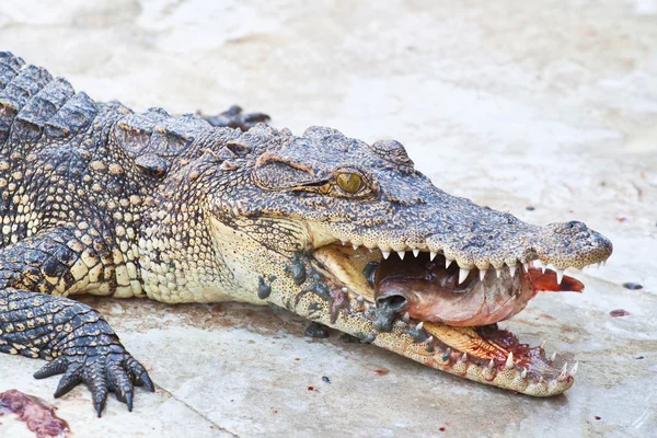 Обед с Крокодилом — стоковое фото