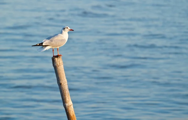 Möwe auf alter Holzsäule — Stockfoto