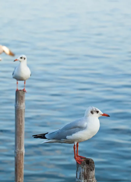 Möwe auf alter Holzsäule — Stockfoto