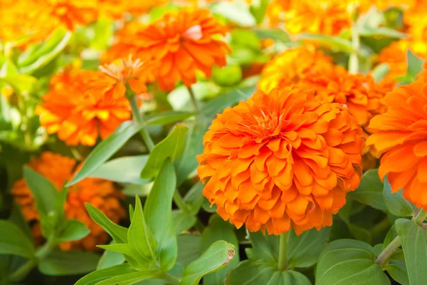 Orange zinnia blommor i trädgården — Stockfoto