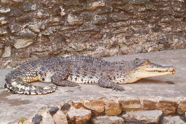 Unga krokodiler vilar — Stockfoto