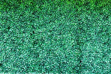 yaprak yeşil arka plan