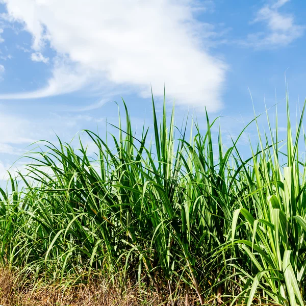 Sugarcane and blue sky — Stock Photo, Image