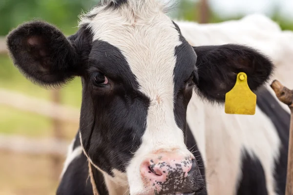 Milch cows — Stock Photo, Image