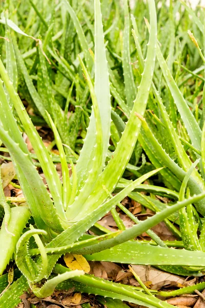 Aloe vera — Stockfoto