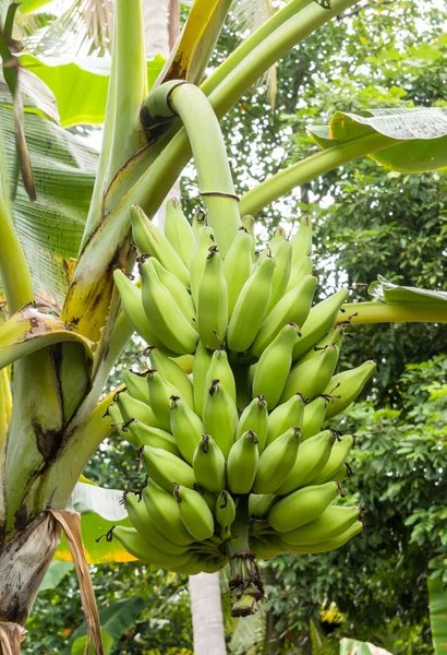 Grüne Bananen — Stockfoto