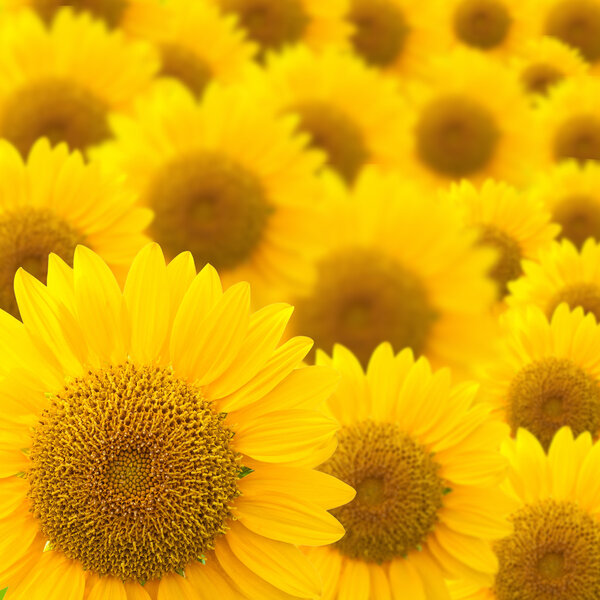 sunflower background