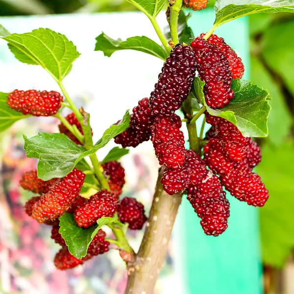 Frutta di gelso — Foto Stock