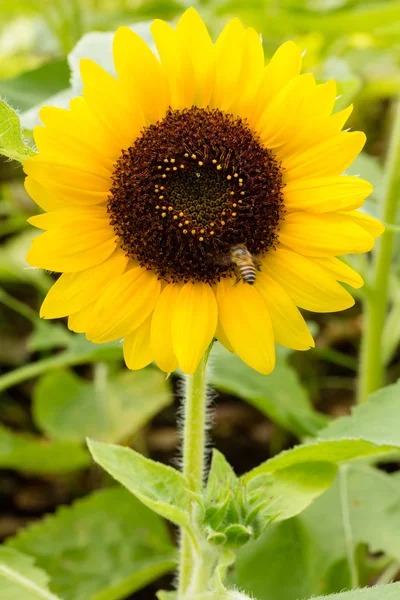 Zonnebloem — Stockfoto