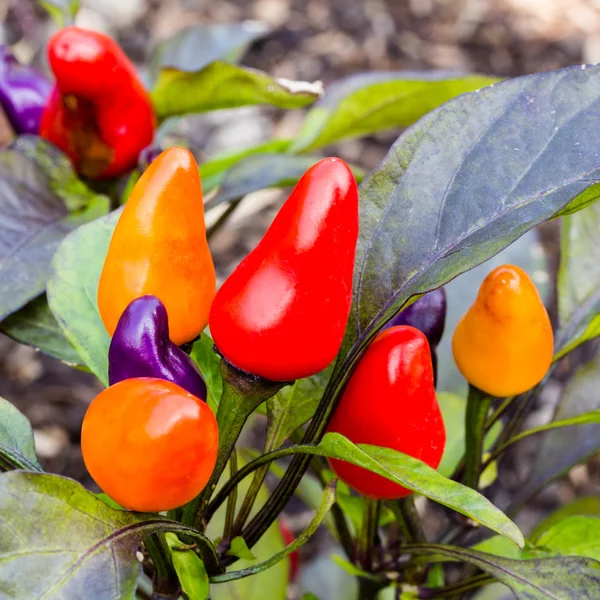Kolorowe chili — Zdjęcie stockowe