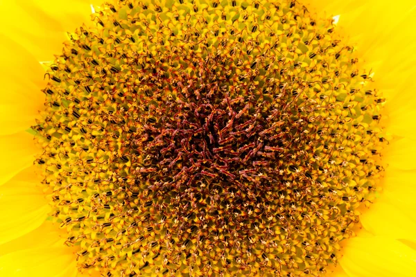 Sunflower — Stock Photo, Image