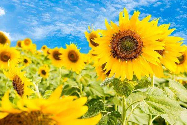 Zonnebloem veld — Stockfoto