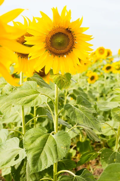 Champ de tournesol — Photo