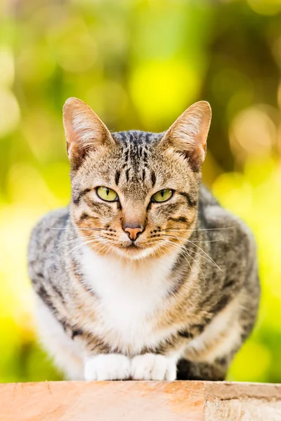 Тайська-кішка — стокове фото