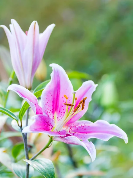 Pink lily flowers — Stock Photo, Image