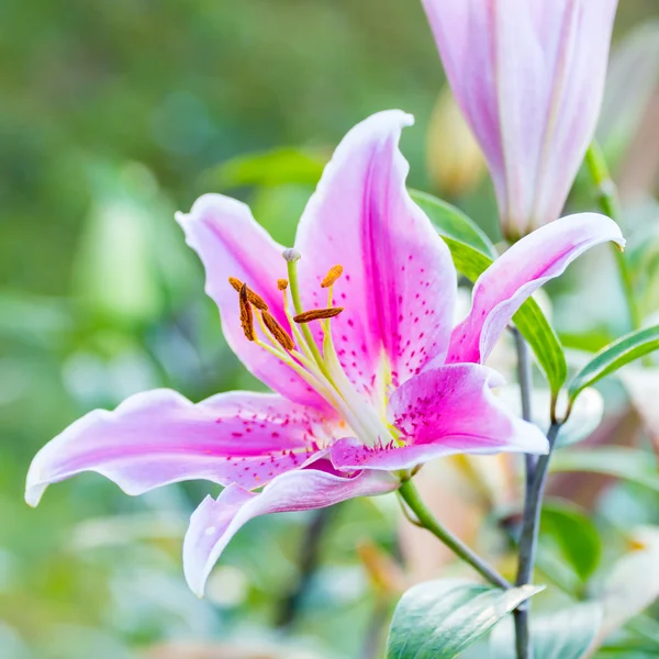 Pink lily flowers — Stock Photo, Image