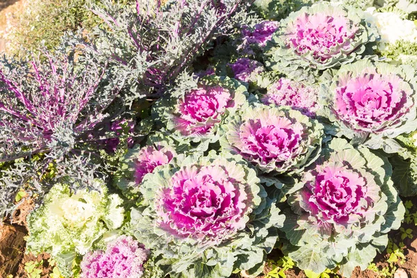 Purple cabbage — Stock Photo, Image