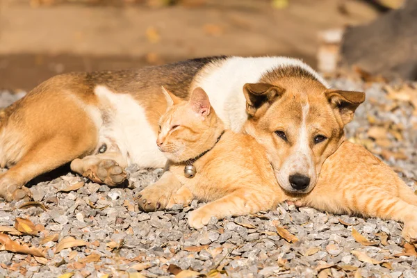 Köpek ve kedi birlikte yalan — Stok fotoğraf