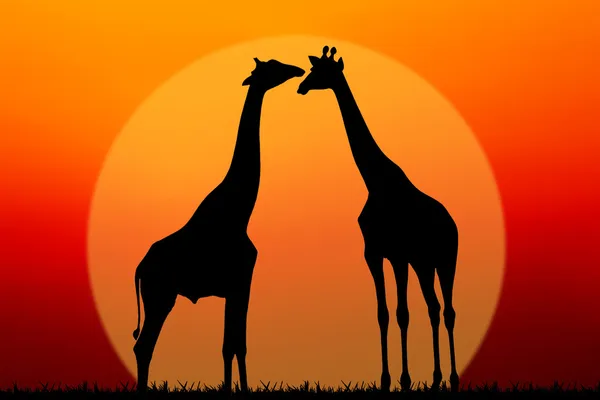 Couple of giraffes — Stock Photo, Image