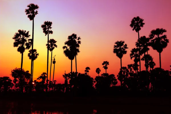 Palm träd silhouette — Stockfoto