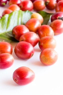 taze çiğ kahve çekirdekleri 