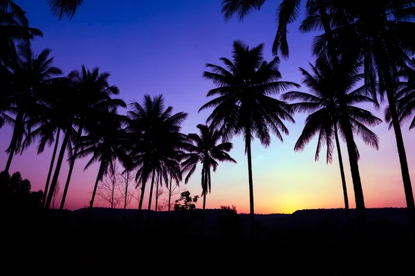 Palm träd silhouette — Stockfoto