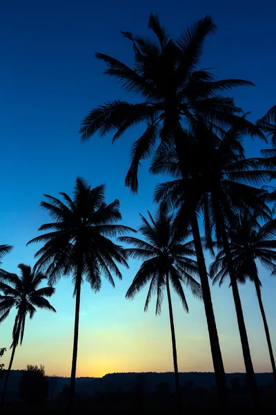 Palm träd silhouette med solnedgång — Stockfoto