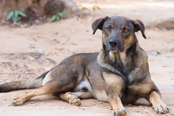Svart brun thailändska hund — Stockfoto