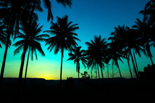 Silhouette de palmiers avec coucher de soleil — Photo