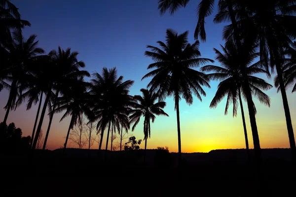 Palmen Silhouette mit Sonnenuntergang — Stockfoto