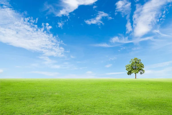 Campo de grama verde com árvore e céu azul — Fotografia de Stock