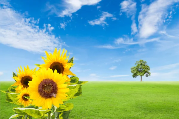 Girasoles en campo de hierba verde con árbol y cielo azul — Foto de Stock