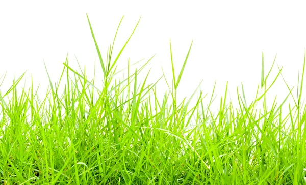 Green grass — Stock Photo, Image