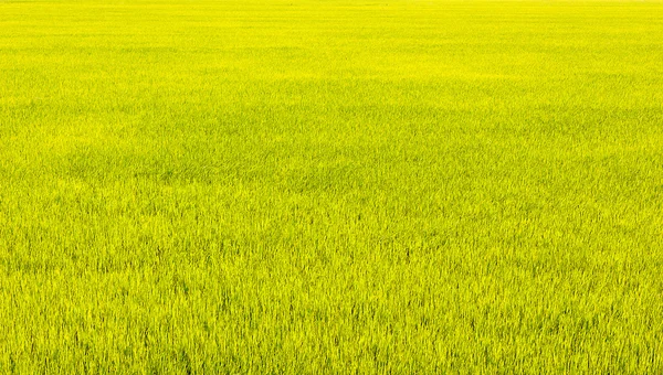 Campo de arroz verde —  Fotos de Stock