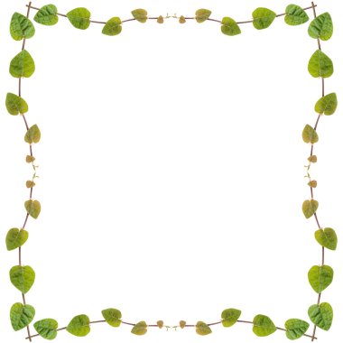 Yeşil sarmaşık bitki çerçeve