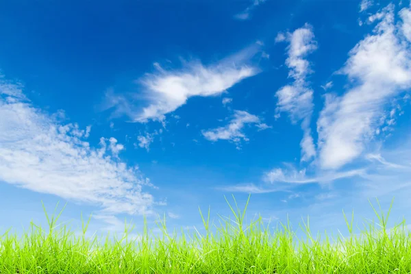 Grama verde com céu azul — Fotografia de Stock