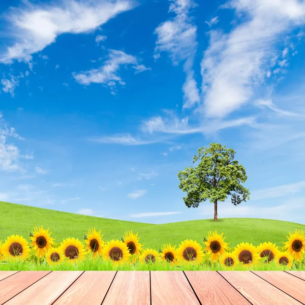 Girasoles y árboles en el campo de hierba verde con cielo azul y madera — Foto de Stock