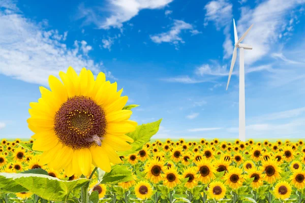 Sonnenblumenfeld mit Windkraftanlage und blauem Himmel — Stockfoto