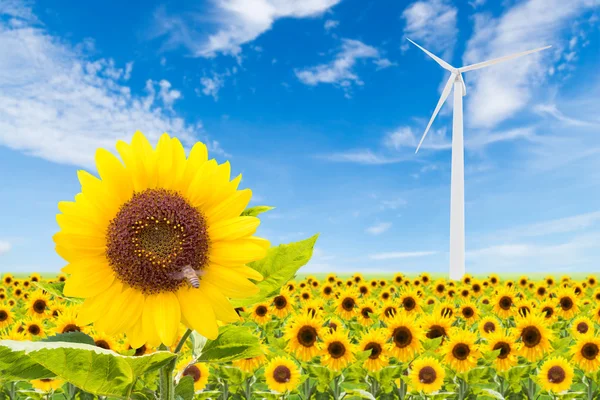 Sonnenblumenfeld mit Windkraftanlage und blauem Himmel — Stockfoto