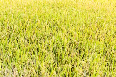 alandaki hasat için hazır pirinç