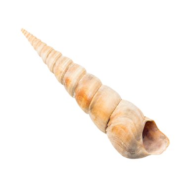 deniz kabuğu beyaz üzerine izole